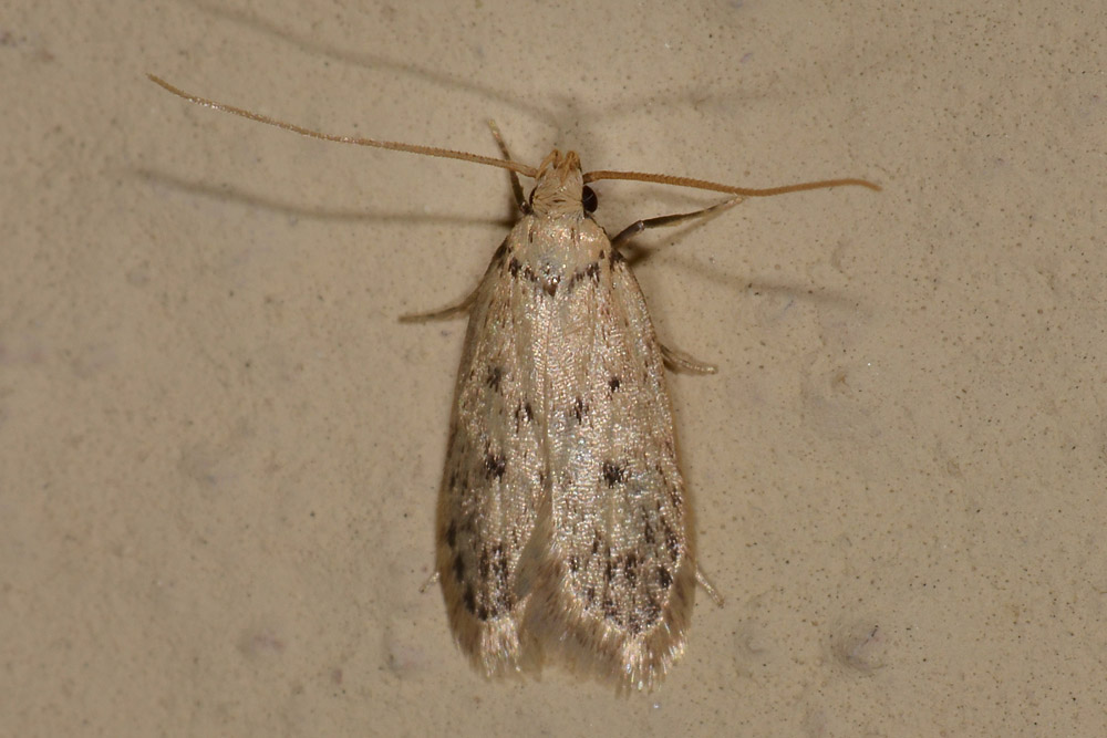 Da id. - Bryotropha cfr. domestica e domestica